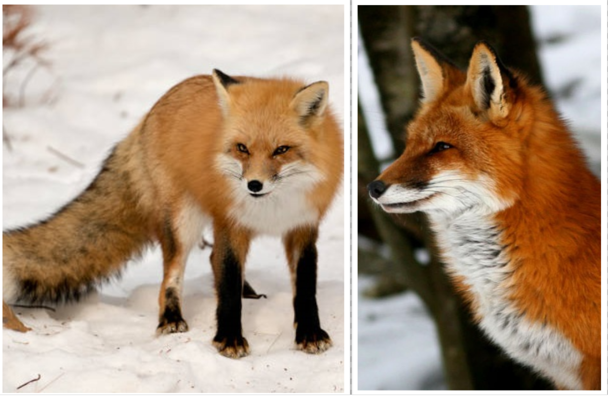 2 Red Foxes